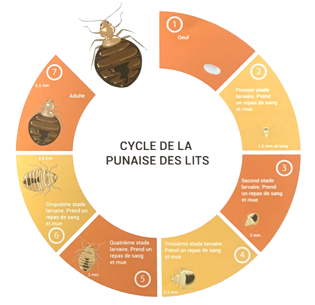 Cycle de la punaise de lit